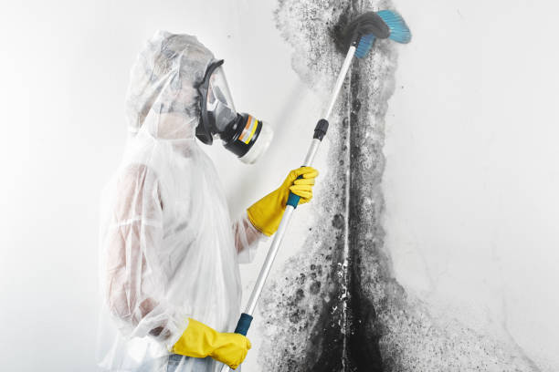 Best Mold Documentation for Insurance Claims  in Peoria, AZ