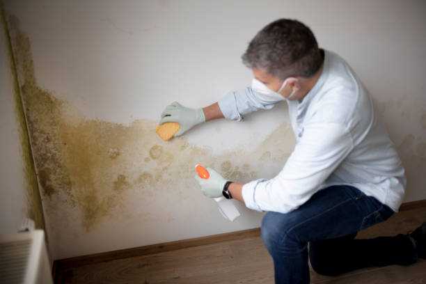 Best Forensic Mold Investigation  in Peoria, AZ